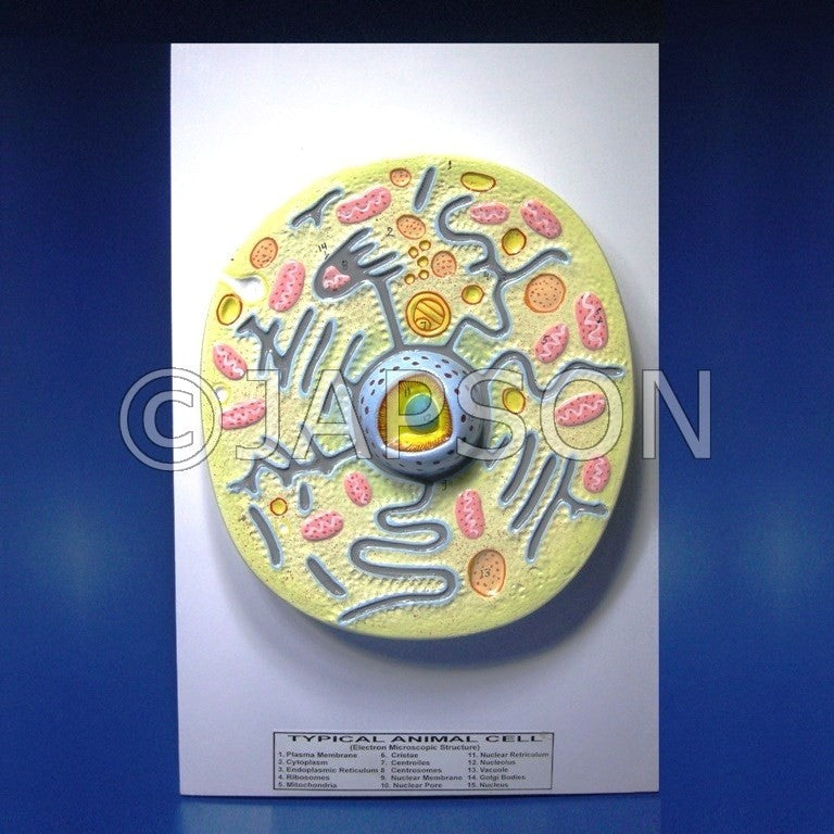Animal Cell Model Animal Cell Model